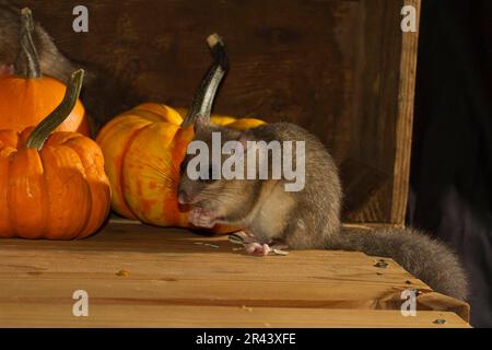 Essbare Dormaus (Glis glis) Lagerkeller mit Kürbissen Stockfoto