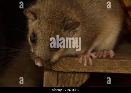 Essbare Dormaus (Glis glis) Lagerkeller Stockfoto