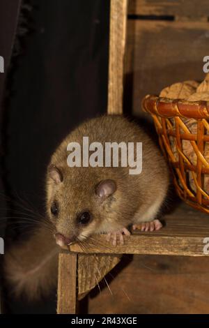 Speisesalon (Glis glis) Lagerkeller, Walnüsse im Korb Stockfoto