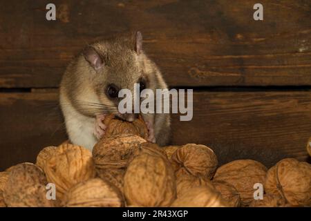 Essbare Dormaus (Glis glis) Lagerkeller, Walnüsse Stockfoto