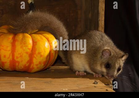 Essbare Dormaus (Glis glis) Lagerkeller mit Kürbissen Stockfoto