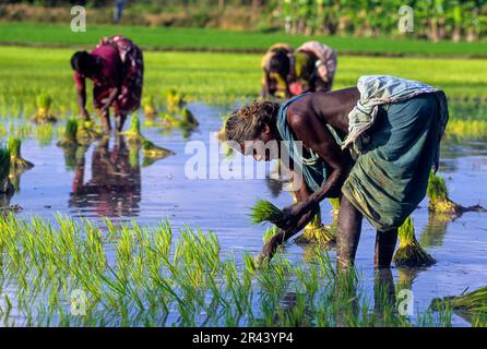 Eine alte Frau, die Reis transplantiert (Oryza sativa) Tamil Nadu, Südindien, Indien, Asien Stockfoto