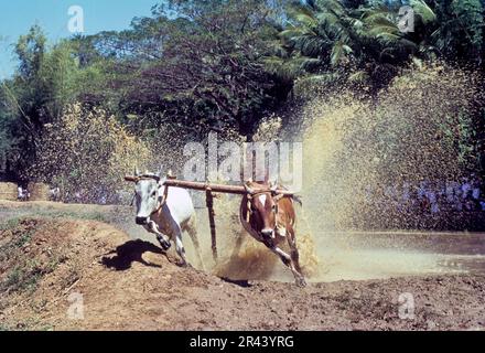 Bullocks mit spritzendem Wasser, die den Endpunkt in Maramadi oder Kalappoottu erreichen, ist eine Art Rinderrennen, die in Chithali in der Nähe von Palakkad durchgeführt wird Stockfoto