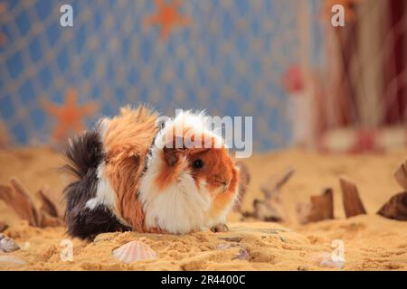 Angora Meerschweinchen, Tortie-weiß Stockfoto