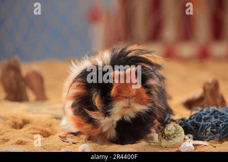 Angora Meerschweinchen, Tortie-weiß Stockfoto