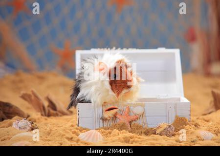 Angora Meerschweinchen, Tortie-weiß Stockfoto