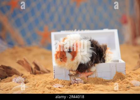 Angora Meerschweinchen, Tortie-weiß Stockfoto