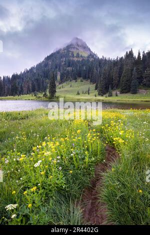 Blick auf den Yakima-Gipfel vom Tipsoo-See mit Wildblumen in Schwarzen Stockfoto