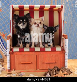 Chihuahuas, einsamer Hund, schwarz-cremeweiß und isabell Stockfoto