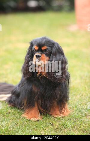 Kavalier König Charles Spaniel, schwarz-braun, 9 Jahre alt Stockfoto