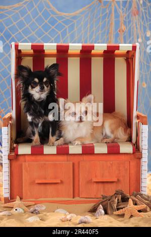 Chihuahuas, Langhaarig, isabell und schwarz-cremeweiß Stockfoto