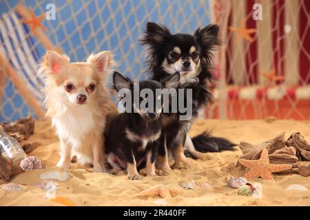 Chihuahuas, einsamer Hund, schwarz-cremeweiß und isabell Stockfoto