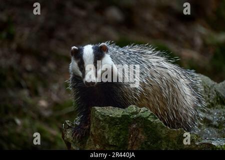 Dachs auf dem Stein im Wald. Versteckt in den Büschen der Preiselbeeren. Schönes Holz im Hintergrund, Deutschland, Europa Wildtiere. Stockfoto