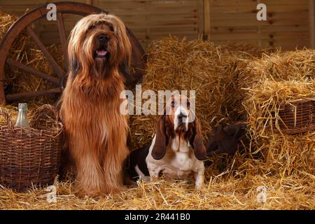 Briard und Basset Hound, Berger de Brie Stockfoto