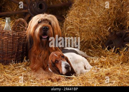 Briard und Basset Hound, Berger de Brie Stockfoto