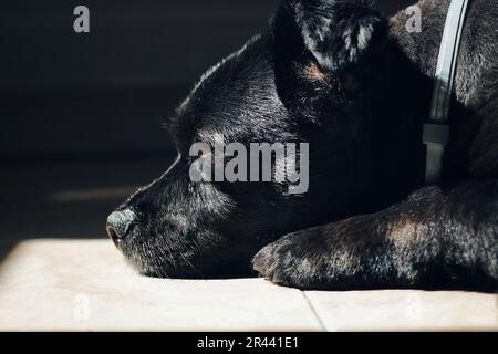 Schwarzer Hund mit braunen Augen liegt auf dem Boden. Stockfoto