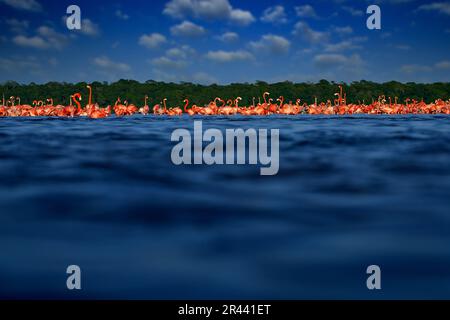 Vogelschwarm im Wasser des Flusses mit dunkelblauem Himmel und Wolken. Flamingos, mexikanische Tierwelt. Amerikanischer Flamingo, Phoenicopterus ruber, rosa BI Stockfoto