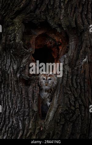 Tawny-Eule (Strix aluco) mit eurasischem Baumkräuter, Certhia familiaris, Prag in der Tschechischen Republik, Europa. Eule im Baumnest im Stadtwald. Stockfoto