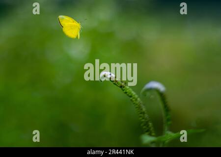 Heliotropium indicum oder indische Heliotrope perennial, die in der traditionellen Medizin verwendet werden. Die reife Blume verwandelt sich in weiße Schmetterlinge von Tigerarten Stockfoto