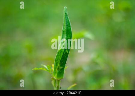 Okra oder Damenfinger, Bhindi ist eine Art grünes Gemüse, langer Finger und enthält eine Faser namens Pektin, die hilft, den Cholesterinspiegel zu halten Stockfoto