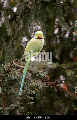 Rosensittich (Psittacula krameri), männlich, Deutschland Stockfoto