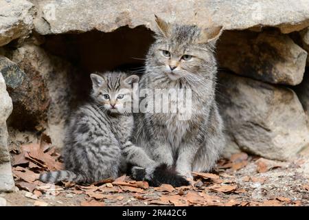Europäische Wildkatze (Felis silvestris) und Kätzchen, Nationalpark Bayerischer Wald, Bayern, Captive, Deutschland Stockfoto