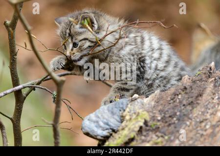 Europäische Wildkatze (Felis silvestris), Jungtier, Bayerischer Wald-Nationalpark, Bayern, Gefangenschaft, Deutschland Stockfoto