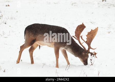 Damhirsch (Dama Dama), Männlich Stockfoto