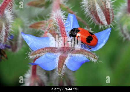 Vierfleckiger Ameisenblattkäfer (Clytra quadripunctata) Stockfoto