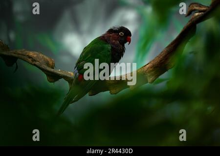 Papuan Stellas Lorikeet, Charmosyna Papou stellae, Tropenwald West Papua. Greemrot, schwarzer Papagei im natürlichen Lebensraum. Lorikeet singt auf dem B Stockfoto