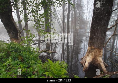 Teich, Totholz, Burgweiler-Pfrunger Ried, Baden-Württemberg, Deutschland Stockfoto