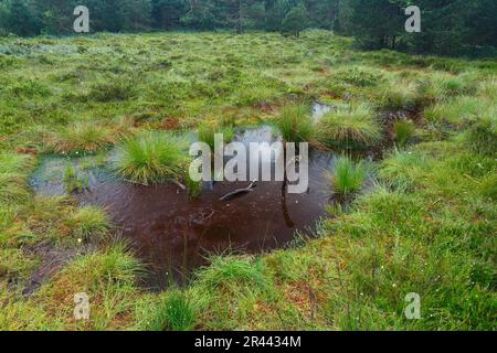 Teich, Totholz, Burgweiler-Pfrunger Ried, Baden-Württemberg, Deutschland Stockfoto