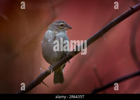 Rotfuchs, Foudia madagascariensis, weiblicher Vogel in der Natur. Die Tierwelt Madagaskars. Stockfoto