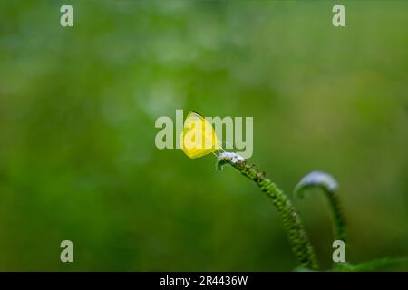 Turnsole, Alacrancillo, Heliotropium indicum oder hatir-sur-Blume wird weiß und gelbe Schmetterlinge von Tigerarten werden oft gesehen, wie sie sich an der Blüte nebbeln Stockfoto