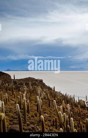 Kakteen wachsen auf der Insel Salar de Uyuni in Bolivien Stockfoto