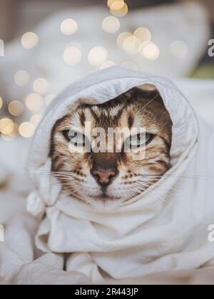 Porträt einer Tabby-Katze mit Lichtern-Bokeh Stockfoto