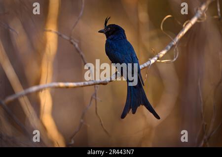 Drongo, Dicrurus forficatus, schwarzer Vogel mit Wappen in der Natur, Kirindy Forest in Madagaskar. Seltener endemischer Vogel, der auf dem Zweig sitzt Stockfoto