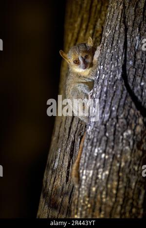 Madagaskar-Nacht. Lemur auf dem Baum, dunkler schwarzer Wald. Graue Maus Lemur, Microcebus murinus, Kirindy Forest, endemisches Tier in Madagaskar. Graue Maus Stockfoto