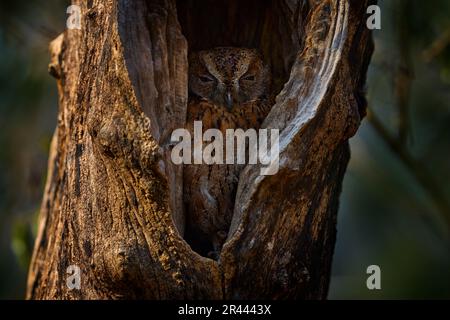 Torotoroka-Eule, Otus madagascariensis, Kirindy-Wald, seltener endemischer Vogel im Baumloch-Nest. Wilde Eule in Madagaskar in Afrika. Vogel in der Gewohnheit Stockfoto