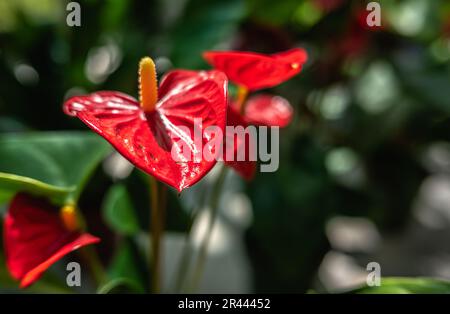 Rote Anthurium-Andre-Blume in der Natur Stockfoto