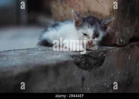 Nahaufnahme eines armen Kätzchens, das auf dem Bürgersteig schläft. Stockfoto