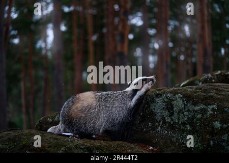 Dachs im Steinwald, Deutschland, Europa Wildtiere. Europäischer Dachs, Meles meles, grauer Blach-Pelzmantel im Lebensraum, moosiger Stein mit Bäumen. Nat Stockfoto