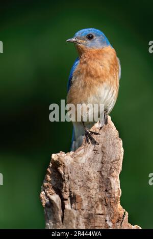 Ein männlicher östlicher Bluebird hockte auf Stockfoto