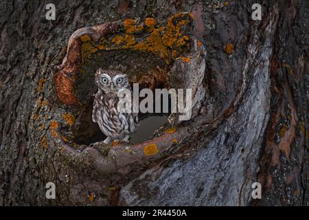 Kleine Eule im Baumnest, Wald in Europa, Porträt eines kleinen Vogels in der Natur, Spanien. Ein Nistloch mit einer kleinen Eule, Athene noctua. Stockfoto