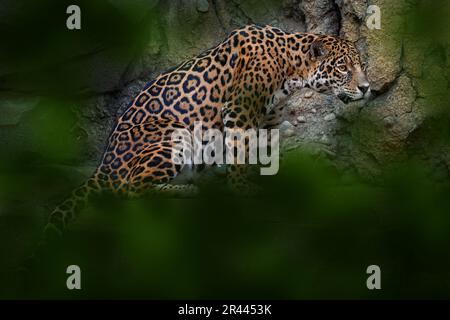 Jaguar in der Natur, wilde Katze in Lebensraum, Porto Jofre in Brasilien. Jaguar in grüner Vegetation, Ufer des Flusses mit Felsen, versteckt in Bäumen. Jäger ist da Stockfoto