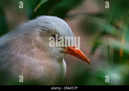 Kagu-Vogel, Rhynochetos jubatus, Kammbein, Langbein und bläulich-grauer Vogel endemische Bergwälder Neukaledoniens. Detailgetreue Nahaufnahme des Porträts in Natu Stockfoto