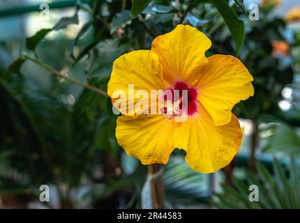 Gelbe Hibiskusblüte in der Natur Stockfoto