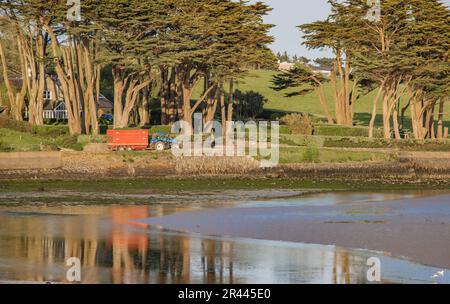 John O'Donovan Agri hackende Silage mit Blick auf Courtmacsherry Bay. Stockfoto