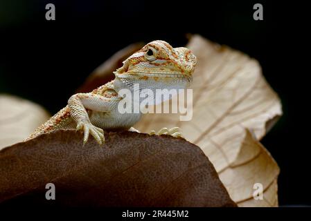 Bärtige Baby-Drachen-Eidechse, die auf einem Blatt spielt Stockfoto