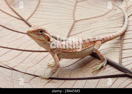 Bärtige Baby-Drachen-Eidechse, die auf einem Blatt spielt Stockfoto